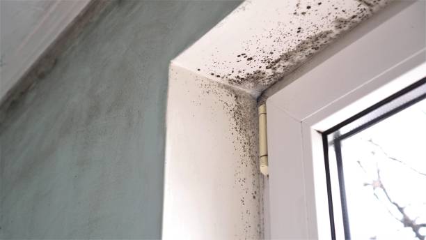 Best Attic Mold Remediation in Oakland, OR